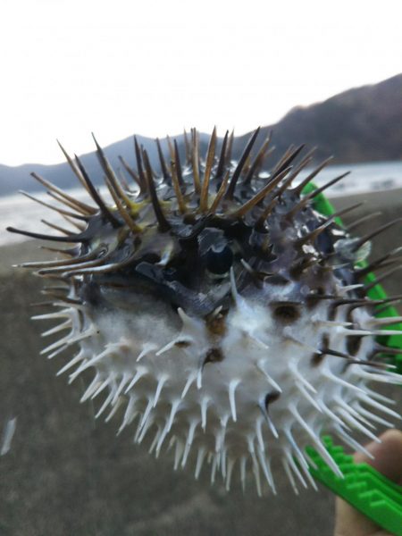 雨のディメバリング