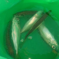 まぁまぁのサイズのアジ