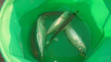 まぁまぁのサイズのアジ