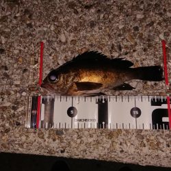 風にも負けずプラグ縛り