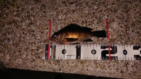 風にも負けずプラグ縛り