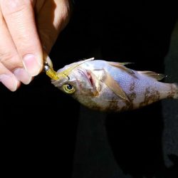 春が来たのかな?