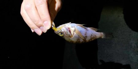 春が来たのかな?