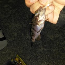 深日漁港 メバリング