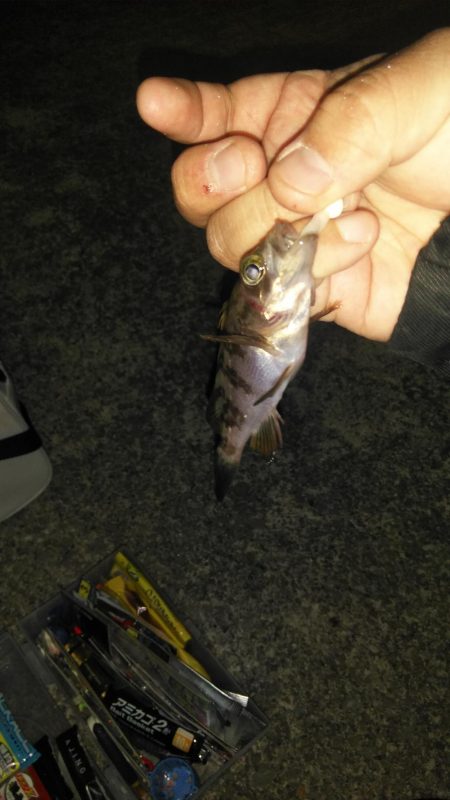 深日漁港 メバリング