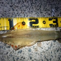 仕事終わりヤリイカ狙い