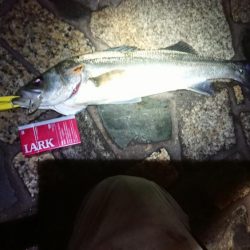 メバルプラッキング