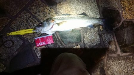 メバルプラッキング