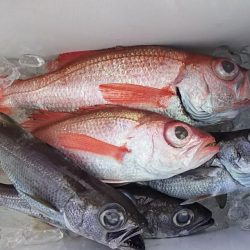 御前崎港遊漁船・康仁丸・ジギング釣り果