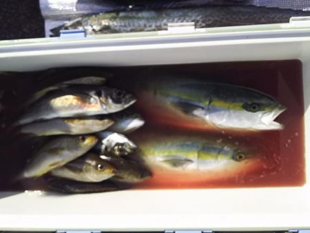 ジギング釣り果