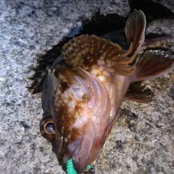 近所に湾奥ロック