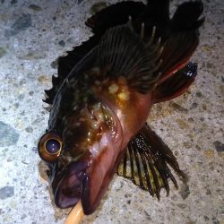 湾奥ロック＆チニング調査行ってきました