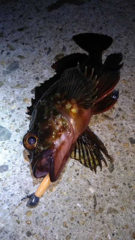 湾奥ロック＆チニング調査行ってきました