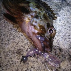 神戸湾奥ロック