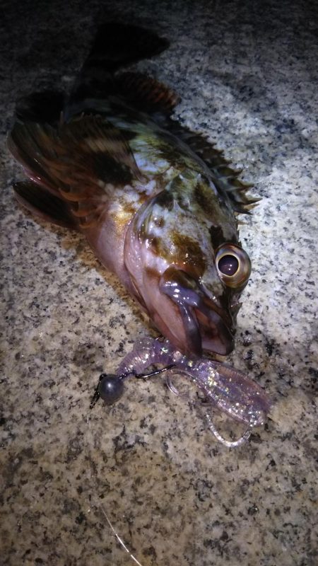 神戸湾奥ロック