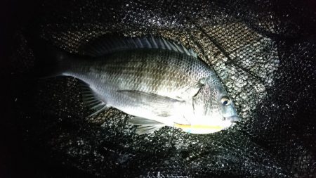 マイクロベイトパターン