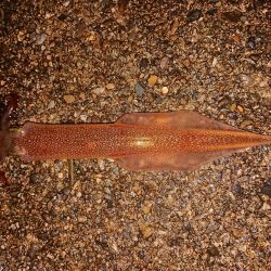 相も変わらずの貧果