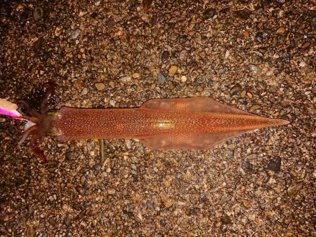 相も変わらずの貧果