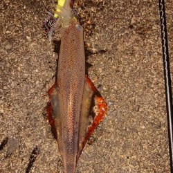 久々良型メバル