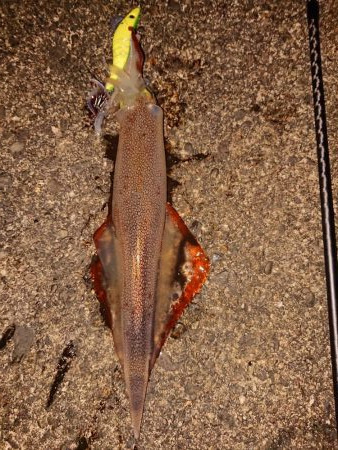 久々良型メバル