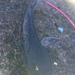 イチロースズキ