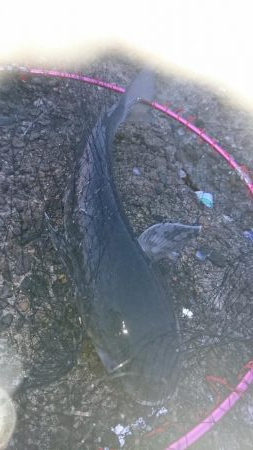 イチロースズキ