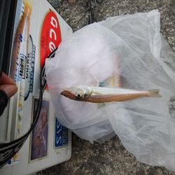 播磨新島のキス情報