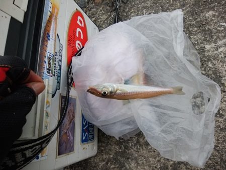 播磨新島のキス情報