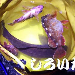 久しぶりに釣り。　アジを狙いましたが・・・