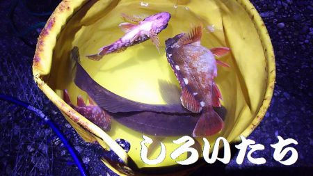 久しぶりに釣り。　アジを狙いましたが・・・