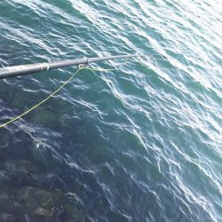 シラサでつり。