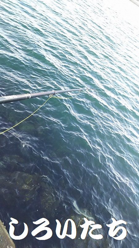 シラサでつり。