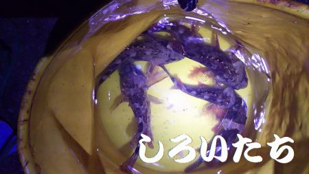 今日もガッシーがお相手。