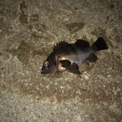 最強の虫ヘッド