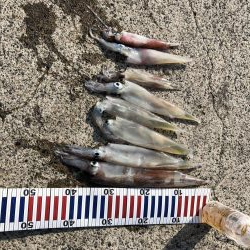 ヤリイカ終盤、厳しい〜