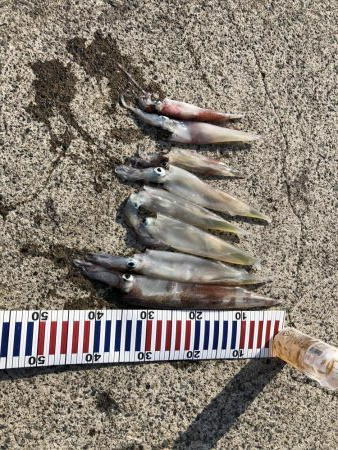 ヤリイカ終盤、厳しい〜