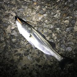 雨上がりまずまず