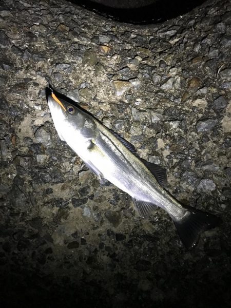 雨上がりまずまず