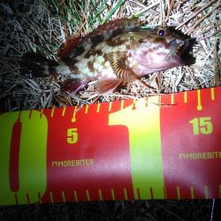 アナゴさんこんばんは　　長潮