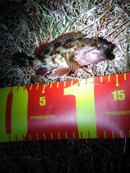 アナゴさんこんばんは　　長潮