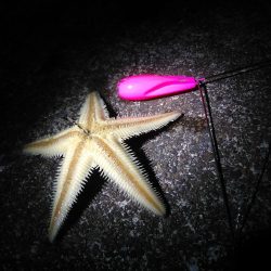 夜釣り日和にドンコ