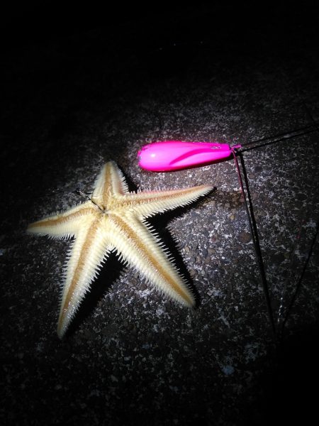 夜釣り日和にドンコ