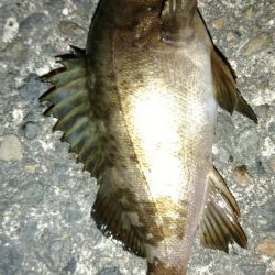 春らしくなって