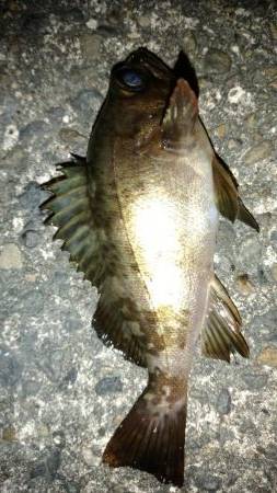 春らしくなって