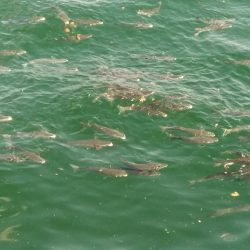 喰い渋るも気分爽快！　　穏やかな釣り日和