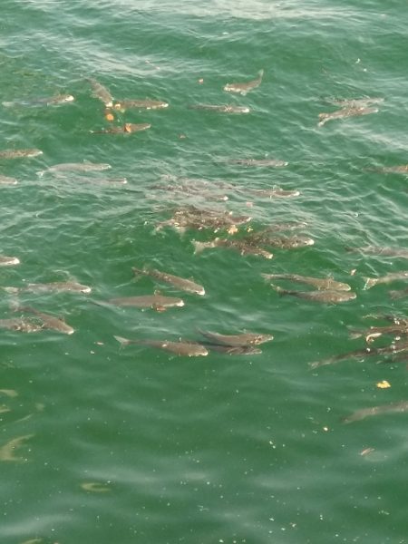 喰い渋るも気分爽快！　　穏やかな釣り日和