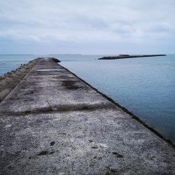 １週間ぶりの釣果です。