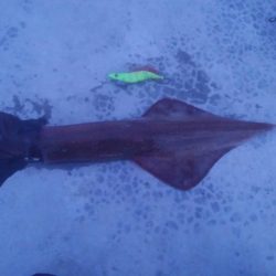 今シーズン最大ヤリイカ！！！