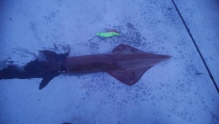 今シーズン最大ヤリイカ！！！