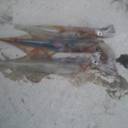 胴長25センチのヤリイカ3杯！